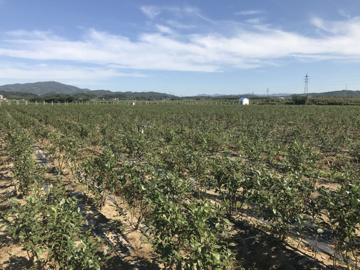 黑果花楸樹苗基地