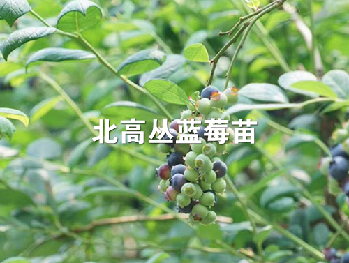 杜克藍莓苗