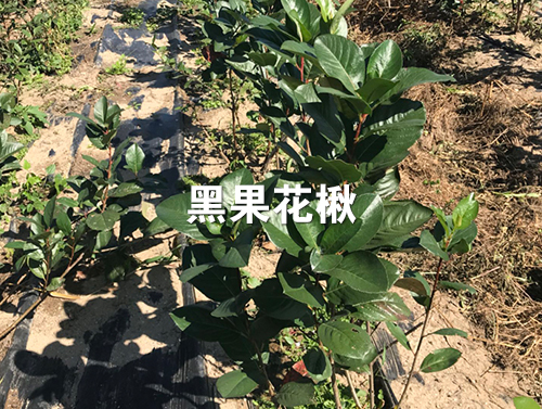 黑果花楸