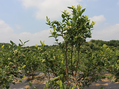 藍莓苗基地