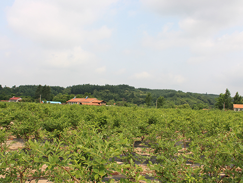 藍莓苗基地