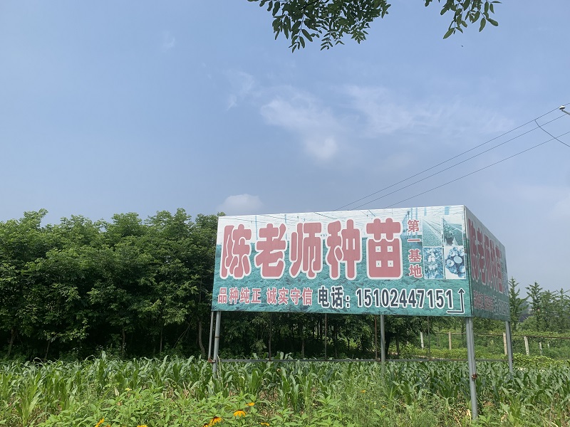 陳老師苗木基地