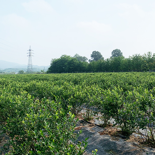 藍莓苗基地