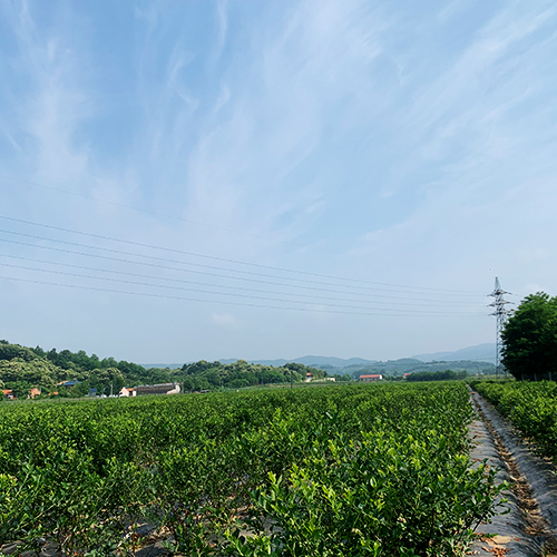 藍莓苗基地