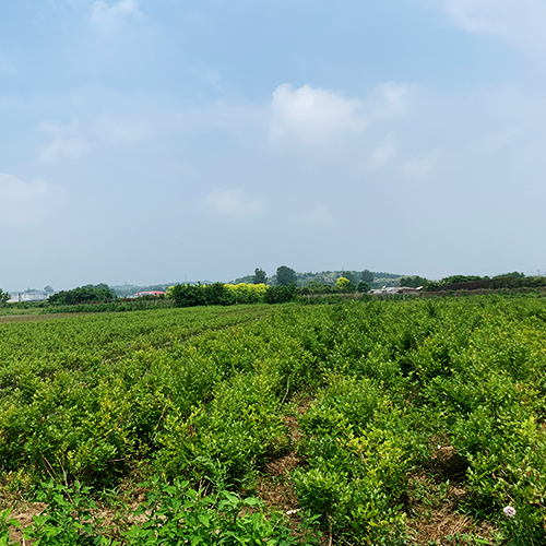 藍莓苗基地