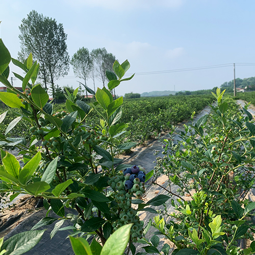 藍莓樹苗基地