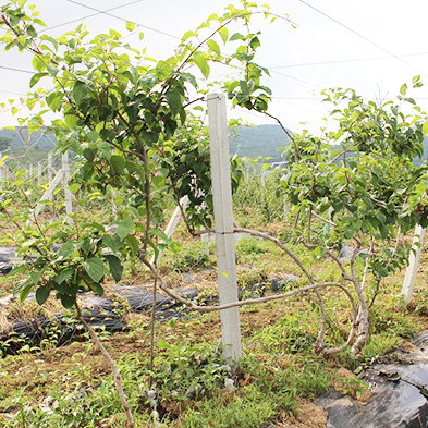 老古溝5年軟棗樹苗