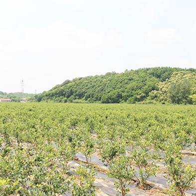 土城子藍莓苗園