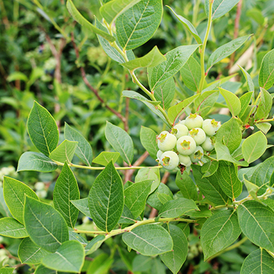 瑞卡藍莓苗園定植基地