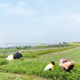 藍莓苗基地