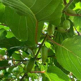 軟棗樹苗種植方法