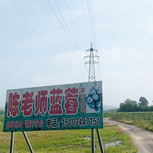 陳老師藍莓基地