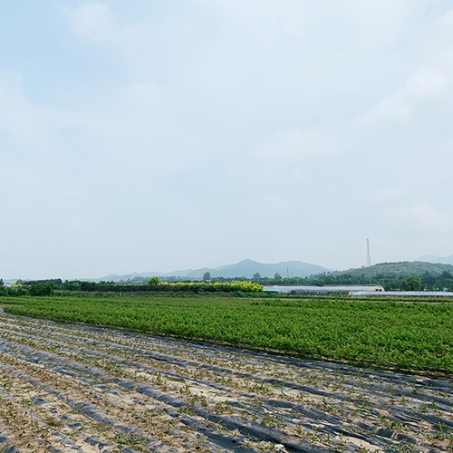 藍莓苗基地