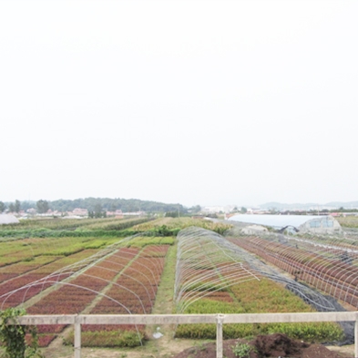 藍莓苗組培基地