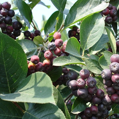 黑果花楸果